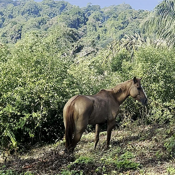 Horse on the hill